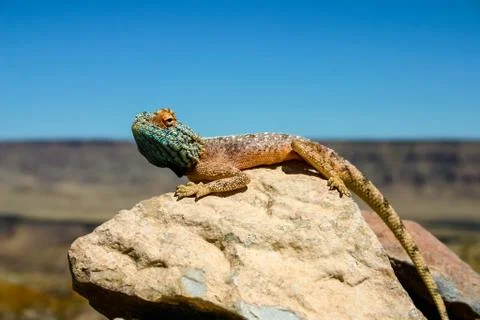 Namibia Agama 02 Stock Photos