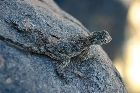 Namibia Agama Stock Photos