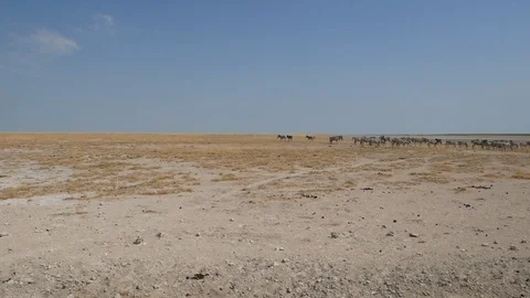 Namibia camera car, beautiful landscape with zebras, Africa in HD Etosha - Opuwo Stock Footage 90848403