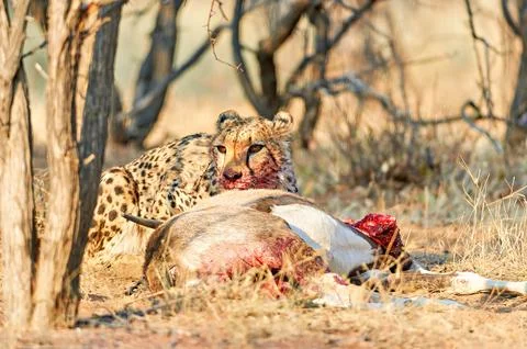Namibia. Cheetah after a kill in Okonjima Reserve Stock Photos