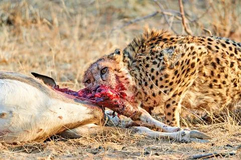 Namibia. Cheetah after a kill in Okonjima Reserve Stock Photos