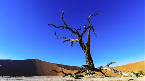 Namibia Deadvlei Desert Time Lapse with Ancient Trees 스톡 동영상 339340789