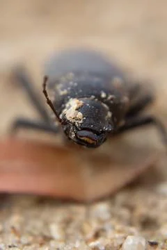 Namibia Desert beetle in the desert. Stock Photos