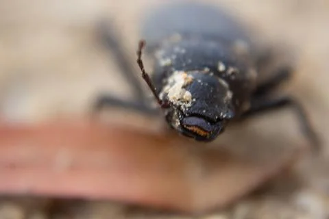 Namibia Desert beetle in the desert. Stock Photos