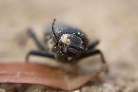 Namibia Desert beetle in the desert. Stock Photos