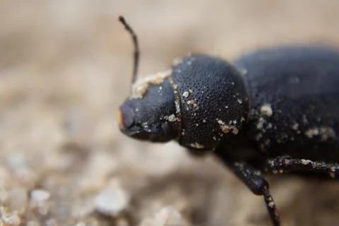Namibia Desert beetle in the desert. Stock Photos