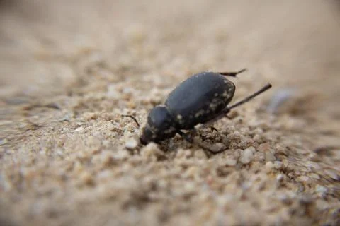 Namibia Desert beetle in the desert. Stock Photos