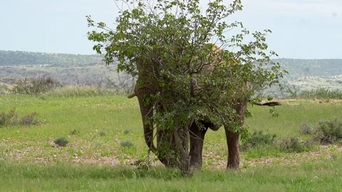 Namibia Desert Elephant African Elephant Damaraland Stock-Footage 314892874