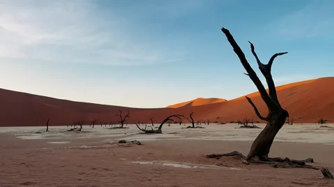 Namibia, dried trees in the desert, vibrant colors	 動画素材 333080222