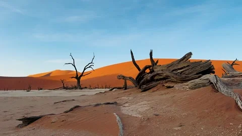 Namibia, dried trees in the desert, vibrant colors	 库存影片 333080224