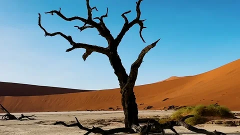 Namibia, dried trees in the desert, vibrant colors	 動画素材 333102254