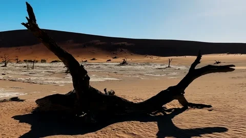 Namibia, dried trees in the desert, vibrant colors	 库存影片 333102403