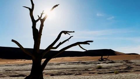 Namibia, dried trees in the desert, vibrant colors	 Видео 333102435