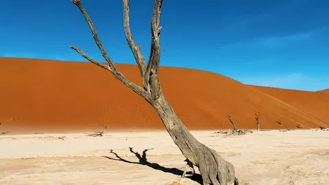 Namibia, dried trees in the desert, vibrant colors	 Vídeo Stock 333102539