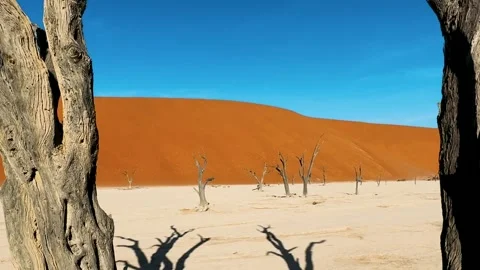 Namibia, dried trees in the desert, vibrant colors	 Vidéo 333102910