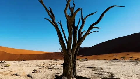 Namibia, dried trees in the desert, vibrant colors	 Vidéo 333102971