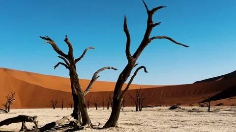 Namibia, dried trees in the desert, vibrant colors	 库存影片 333102998