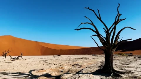 Namibia, dried trees in the desert, vibrant colors	 動画素材 333103266