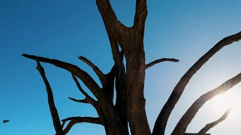 Namibia, dried trees in the desert, vibrant colors	 Видео 333103288