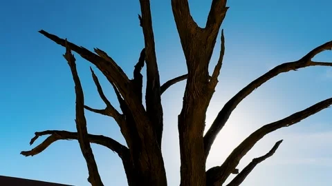 Namibia, dried trees in the desert, vibrant colors	 Stockbeeldmateriaal 333103289