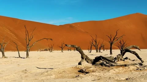 Namibia, dried trees in the desert, vibrant colors	 스톡 동영상 333103356