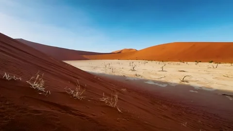 Namibia, dried trees in the desert, vibrant colors	 Vídeo Stock 333107805
