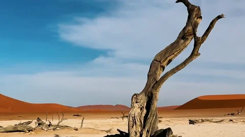 Namibia, dried trees in the desert, vibrant colors	 Vídeos de archivo 333121591
