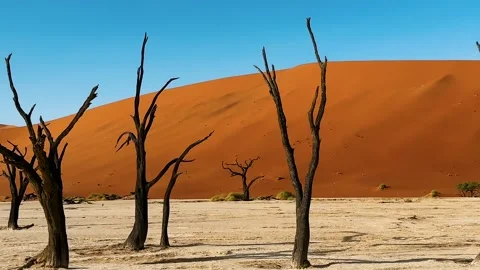 Namibia, dried trees in the desert, vibrant colors	 Stockbeeldmateriaal 333121758
