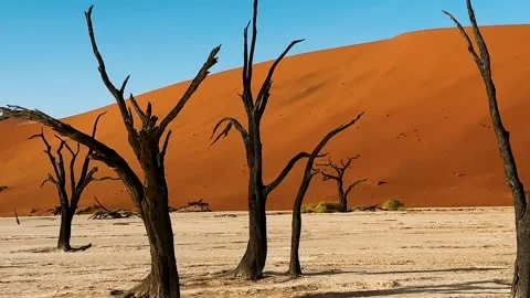 Namibia, dried trees in the desert, vibrant colors	 Stockbeeldmateriaal 333121782