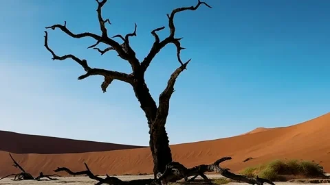Namibia, dried trees in the desert, vibrant colors	 Видео 333131586