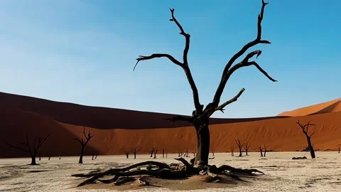 Namibia, dried trees in the desert, vibrant colors	 Vídeo Stock 333570055