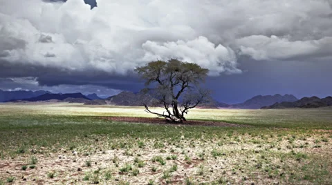 Namibia green desert Stock Footage 35165373
