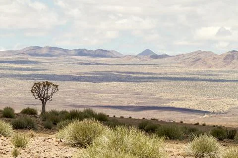 Namibia Landscape with Quiver tree in Foreground Fotos Stock