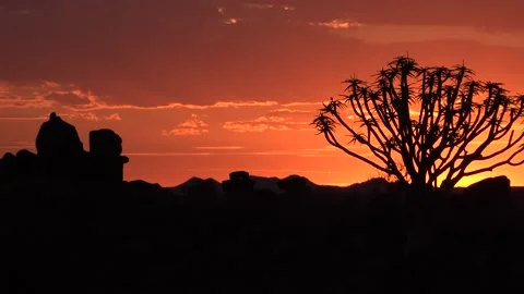Namibia. Landscape view of quiver trees at sunset, southern Africa. Stock Footage 147720645