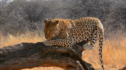 Namibia Namibia cheetah in wild at Okonjima Private Reserve at Okonjima Bush Stock-Footage 37213660