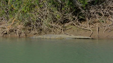 Namibia Namibia crocodile relaxing on shore  on river called  Kunene River on Видео 37213289
