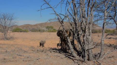 Namibia Namibia desert elephants wild in Uibasen Conservacy at river called Aba Stock-Footage 37213474