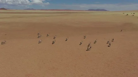 Namibia - Oryx herd Stock Footage 153550662