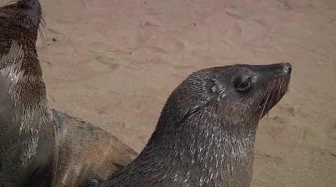 Namibia sea lions Stock Footage 50563569