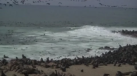 Namibia sea lyons open Stock Footage 50563570