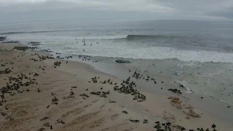 Namibia - Seal colony Stock Footage 153548935