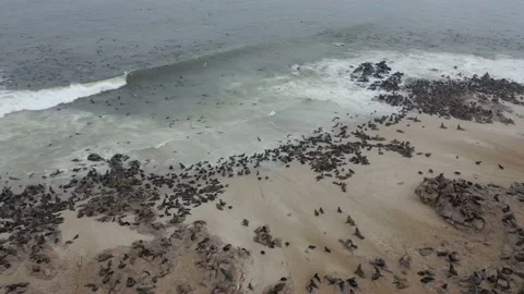 Namibia - Seal colony Stock Footage 153549441