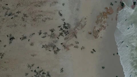 Namibia - Seal colony Stock Footage 153549589