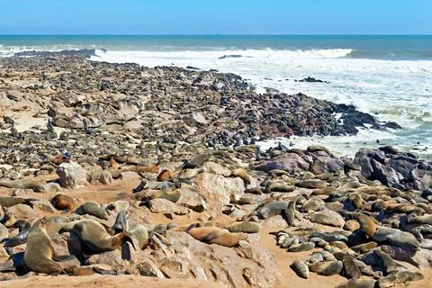 Namibia. Skeleton Coast. Cape fur seal colony at Cape Cross Foto stock