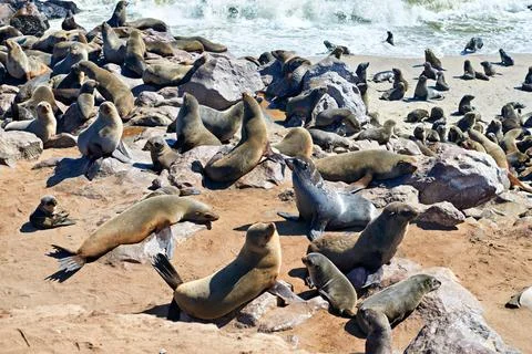 Namibia. Skeleton Coast. Cape fur seal colony at Cape Cross Stock Photos