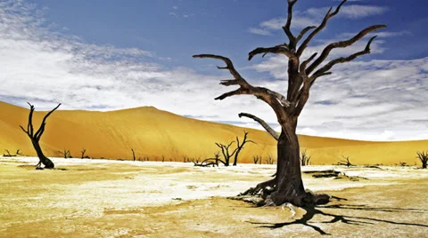 Namibia Sossusvlei tree Stock Footage 35166338