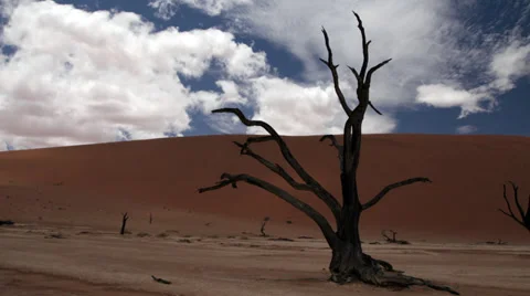 Namibia Sossusvlei tree Stock Footage 35167493