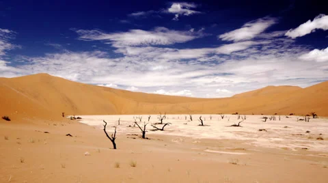 Namibia Sossusvlei trees Stock Footage 35167907