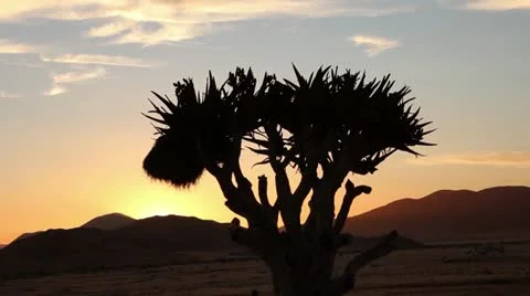 Namibia sunset quiver tree Stock Footage 12678948