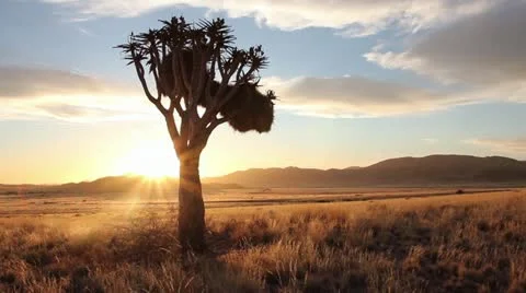 Namibia sunset quiver tree Stock Footage 12690801